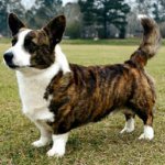 Кучета породи: welsh corgi cardigan Кучета породи: welsh corgi cardigan