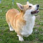 Породи кучета: welsh corgi pembroke Породи кучета: welsh corgi pembroke