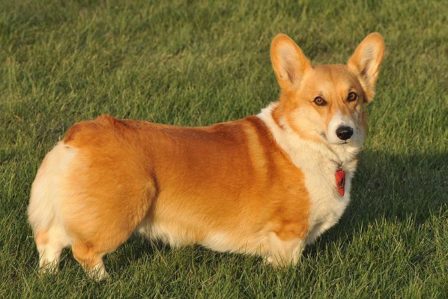 Породи кучета: welsh corgi pembroke