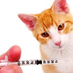 Инокулации за котки