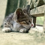 Котка загуби: какво да правя?