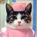Рани при котки Рани при котки