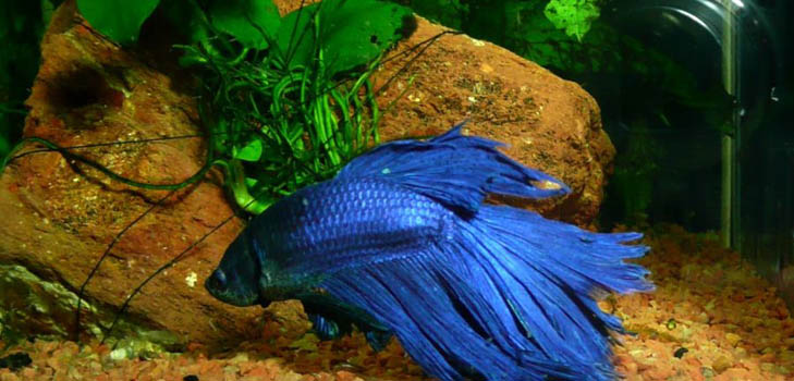 Cockfish: грижа, съдържание, хранене