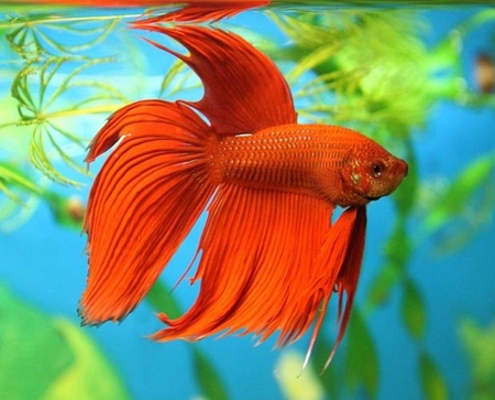 Cockfish: грижа, съдържание, хранене