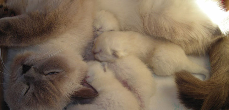 Раждане при котки