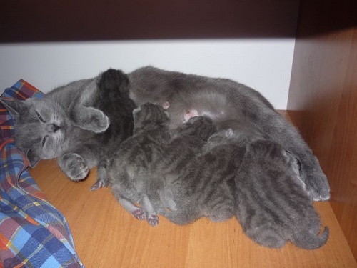 Раждане при котки