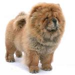 Chow Chow Dog: Характеристики и грижи