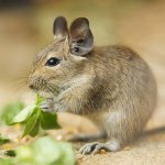 Съдържание на degus Съдържание на degus