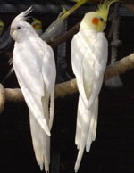 Съдържанието на папагалите на Corella