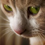 Трихофития при котки
