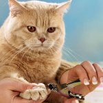 Косене на нокти. Как да отрежете ноктите на котка?