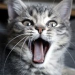 Разгонване при котките Разгонване при котките