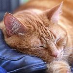 Токсоплазмоза при котки
