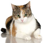Трицветни котки