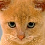 Котките имат опустошителни очи: какво да правят