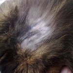 Котката има вълна