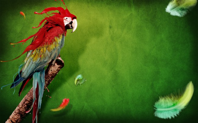 Папагалът има пера: какво да правите