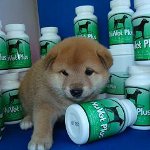 Витамини за кучета Витамини за кучета