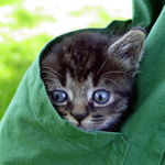 Обучение на котенце