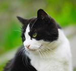 Защо котките ядат трева? Защо котките ядат трева?