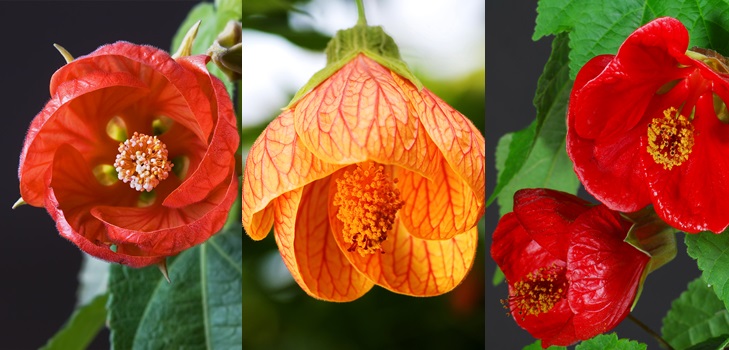 Abutilon
