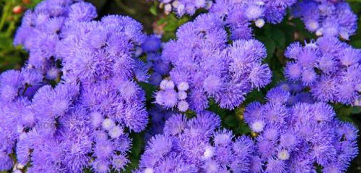 Ageratum: засаждане и грижи. Популярни сортове