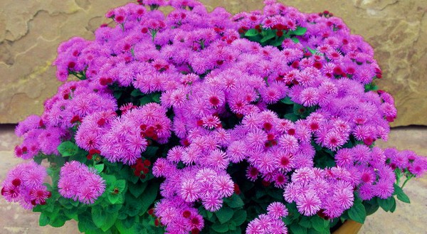 Ageratum: засаждане и грижи. Популярни сортове