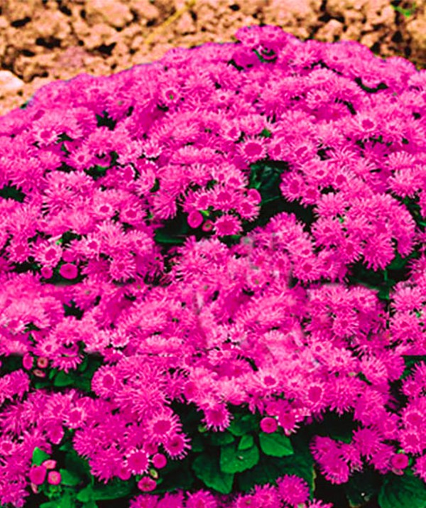 Ageratum: засаждане и грижи. Популярни сортове