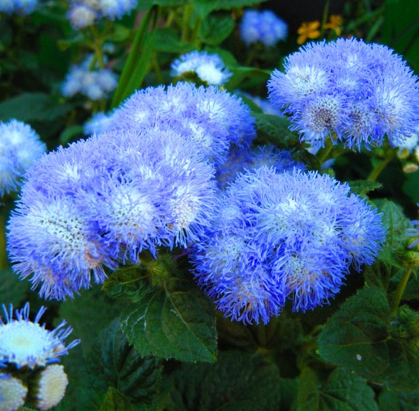Ageratum: засаждане и грижи. Популярни сортове