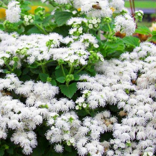 Ageratum: засаждане и грижи. Популярни сортове