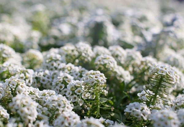 Alyssum: засаждане и грижи, снимки на най-добрите сортове