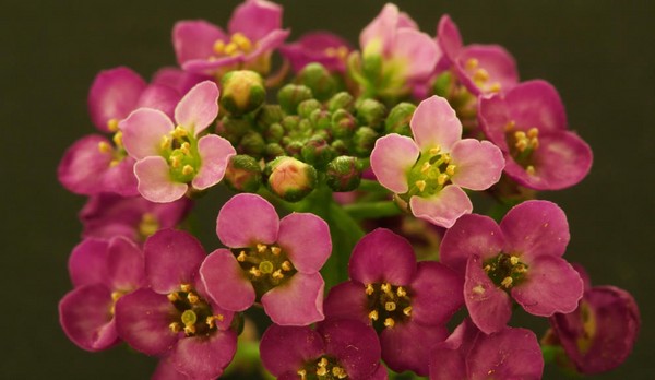 Alyssum: засаждане и грижи, снимки на най-добрите сортове