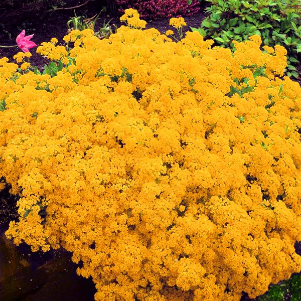 Alyssum: засаждане и грижи, снимки на най-добрите сортове