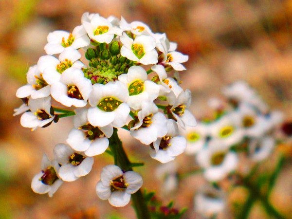 Alyssum: засаждане и грижи, снимки на най-добрите сортове