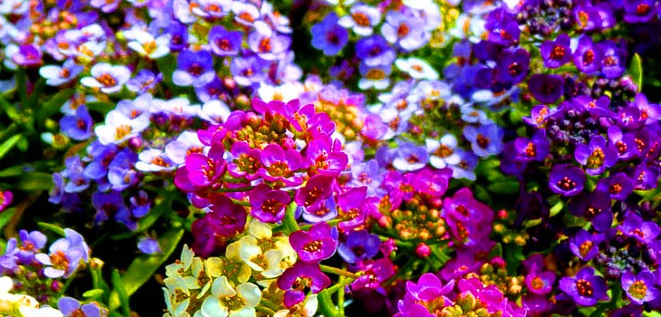 Alyssum: засаждане и грижи, снимки на най-добрите сортове