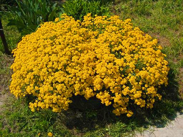 Alyssum: засаждане и грижи, снимки на най-добрите сортове