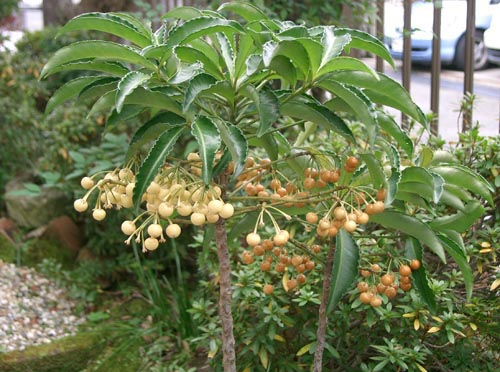 Ardisia - най-известният вид
