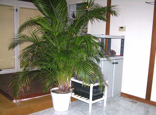 Areca. Грижа за дома