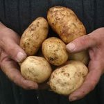 Болести на картофи Болести на картофи