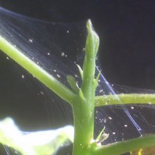 Spider акар