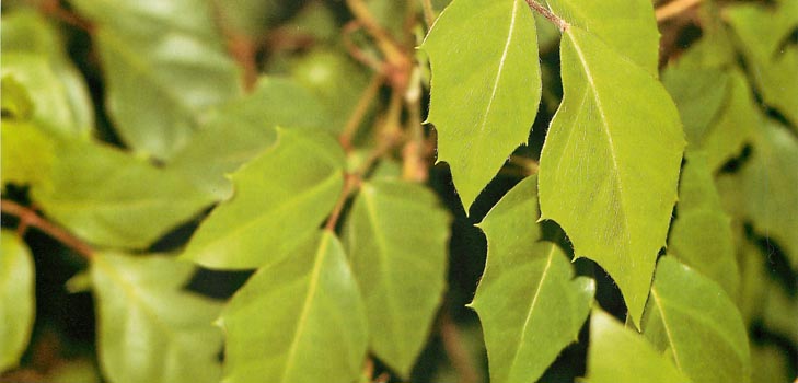 Cissus: фото и домашни грижи