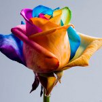 Цветя за 8 март: оригинални боядисани букети