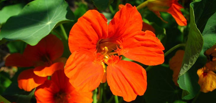 Flower Nasturtium: как да растат от семена, как да се грижите, красиви снимки