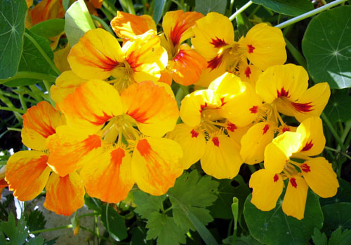 Nasturtium - отглеждане на семена