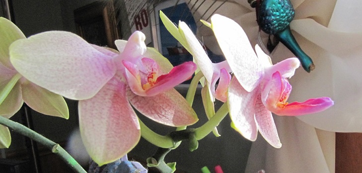 Phalaenopsis цъфтят