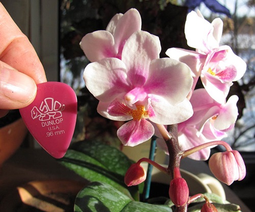 Phalaenopsis цъфтят