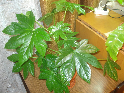 Fatsia от западния прозорец