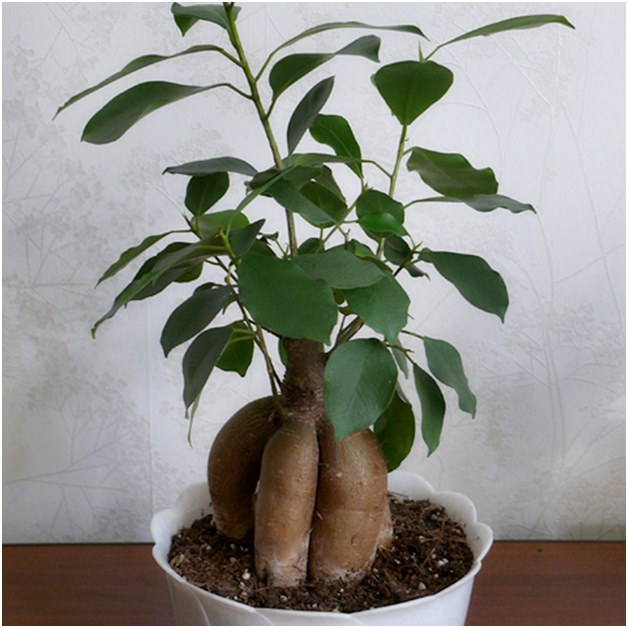 Ficus преди трансплантация