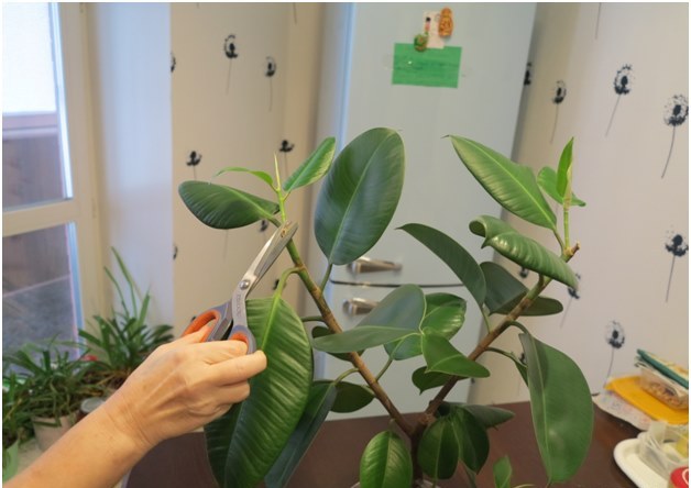 ficus рязане