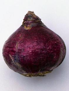 Хиацинт у дома